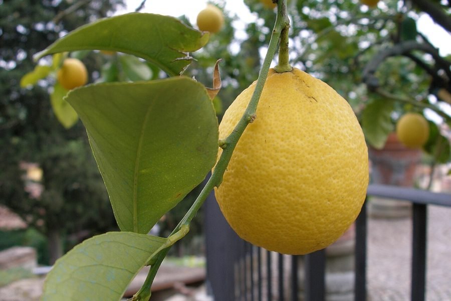 Automatic lemon juice vending machine